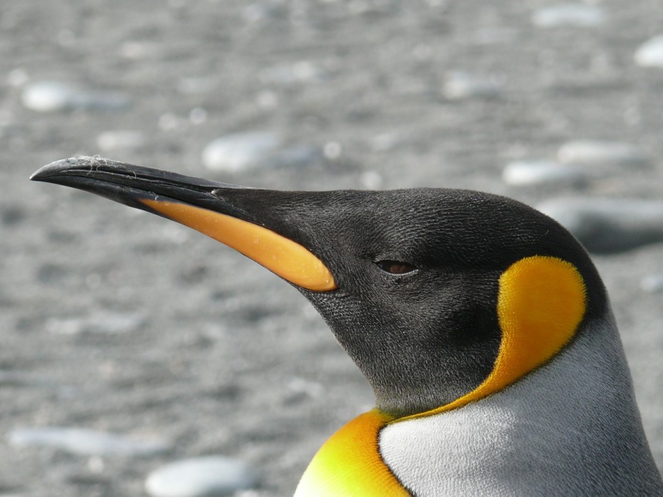 king-penguin-329849_1280.jpg