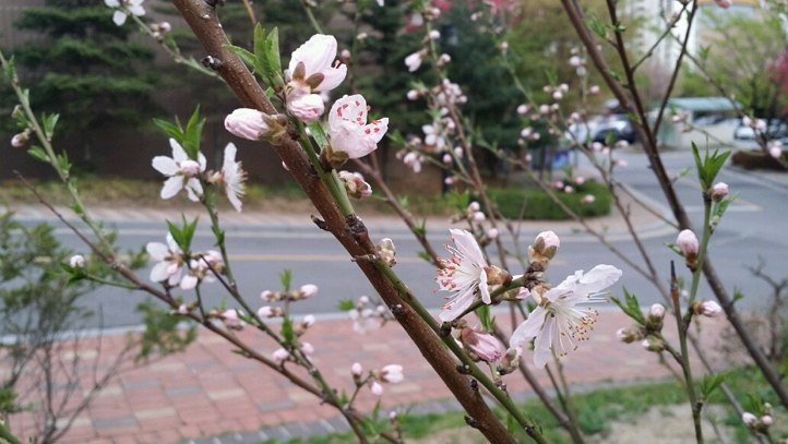 4월 봄.. 예쁜 꽃들.. 무슨 꽃일까요 예쁘네요 ^^ (2).jpg